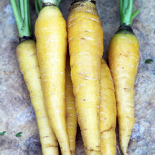 Load image into Gallery viewer, Root Vegetable Seeds