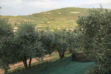 Load image into Gallery viewer, Cordioli Extra Virgin Olive Oil - Campo Storico