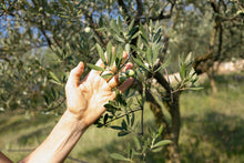 Load image into Gallery viewer, Cordioli Extra Virgin Olive Oil - Campo Marogne
