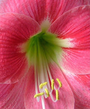 Load image into Gallery viewer, Amaryllis Amalfi