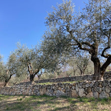 Load image into Gallery viewer, Cordioli Extra Virgin Olive Oil - Campo Marogne