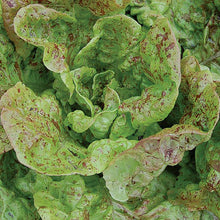 Load image into Gallery viewer, Lettuce & Arugula Seeds