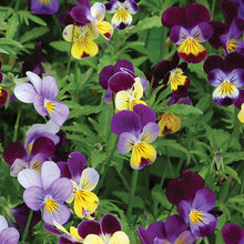 Load image into Gallery viewer, Flower Seeds