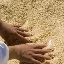 Load image into Gallery viewer, Les Moulins Mahjoub - M'Hamsa Hand-Rolled Couscous
