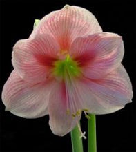 Load image into Gallery viewer, Amaryllis Blushing Bride