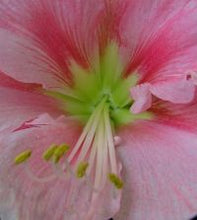 Load image into Gallery viewer, Amaryllis Blushing Bride