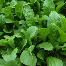 Load image into Gallery viewer, Lettuce & Arugula Seeds