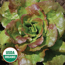 Load image into Gallery viewer, Lettuce & Arugula Seeds