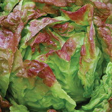 Load image into Gallery viewer, Lettuce & Arugula Seeds