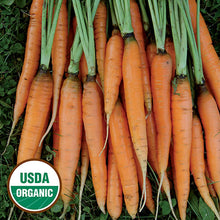 Load image into Gallery viewer, Root Vegetable Seeds