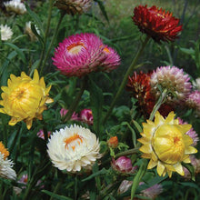 Load image into Gallery viewer, Flower Seeds