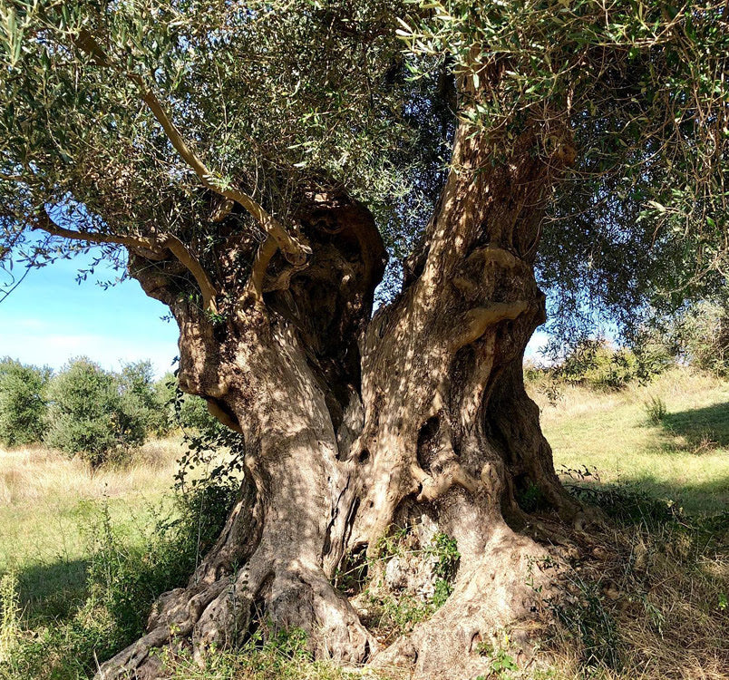 Know Your Olive Oil At Home Store Fairfield