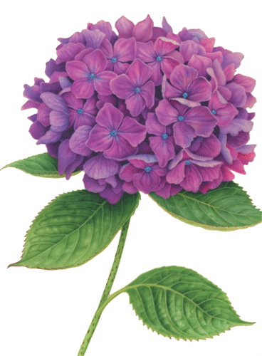 Purple Hydrangea Sympathy Card