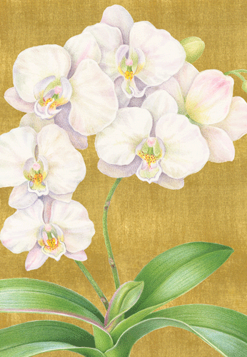 White Orchid Sympathy Card