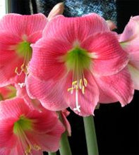 Load image into Gallery viewer, Amaryllis Amalfi
