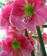 Load image into Gallery viewer, Amaryllis Amalfi
