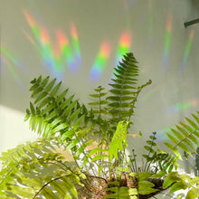 Load image into Gallery viewer, Rainbow Maker Sticker – You Are The Sunshine

