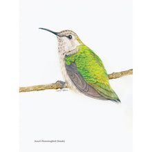 Load image into Gallery viewer, Backyard Bird Chronicals by Amy Tan
