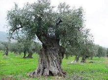 Load image into Gallery viewer, Ritrovo Chef's Selection Colli Etruschi Extra Virgin Olive Oil
