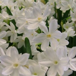 Narcissus Paperwhite Ziva 17+cm