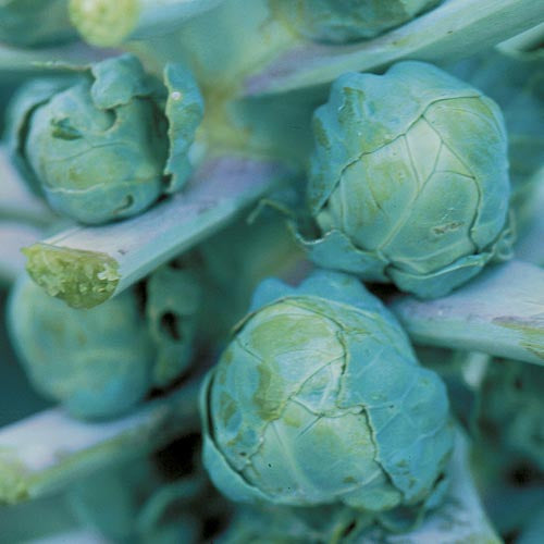 Cabbage, Brussel Sprouts, & Kohlrabi Seeds