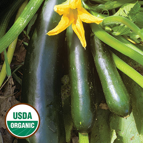 Squash, Cucumber, Melon, & Gourd Seeds