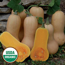 Load image into Gallery viewer, Squash, Cucumber, Melon, &amp; Gourd Seeds
