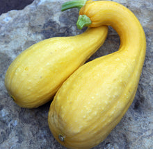 Load image into Gallery viewer, Squash, Cucumber, Melon, &amp; Gourd Seeds
